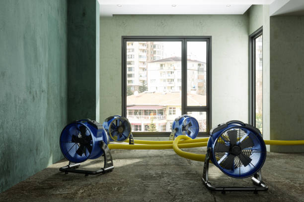 Best Professional water damage repair  in Eclectic, AL